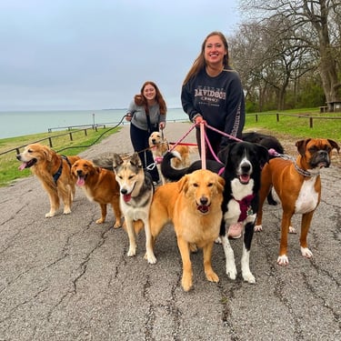 Sitters walking a group of dogs