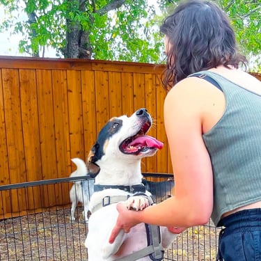 Sitter greeting a dog at the gate